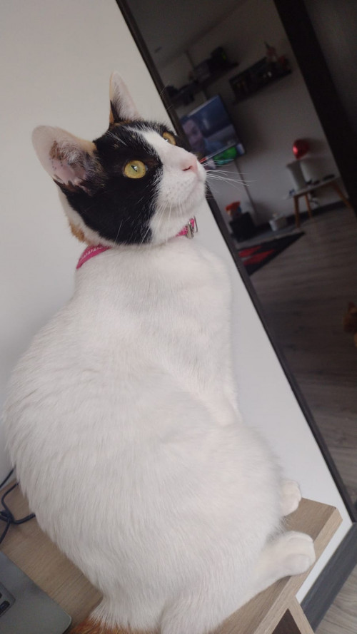 Abby