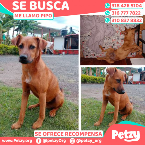 Foto de mascota Pipo