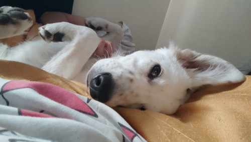 Nala