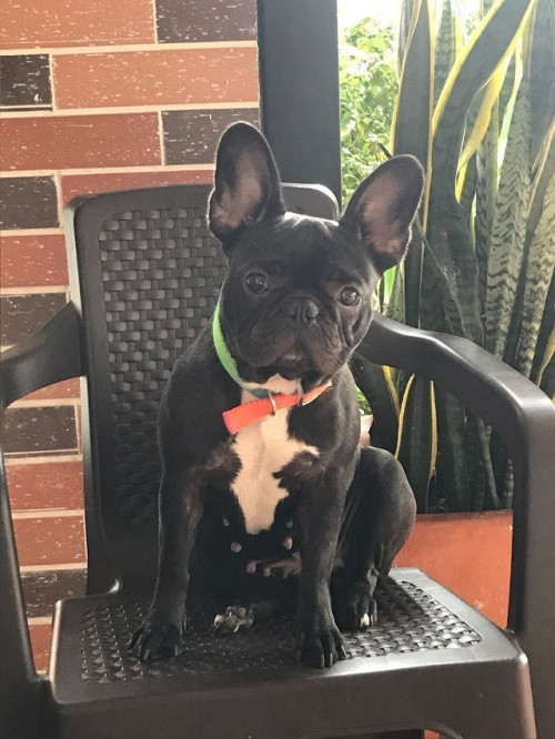 Bonnie