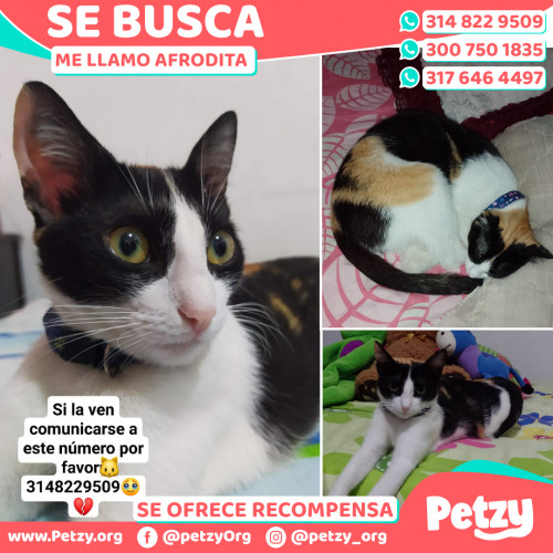 Foto de mascota Afrodita 