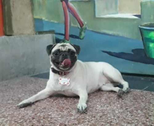 Lulu
