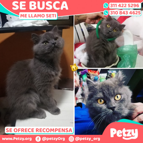 Foto de mascota Seti