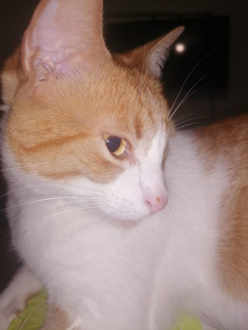 Alfonsina