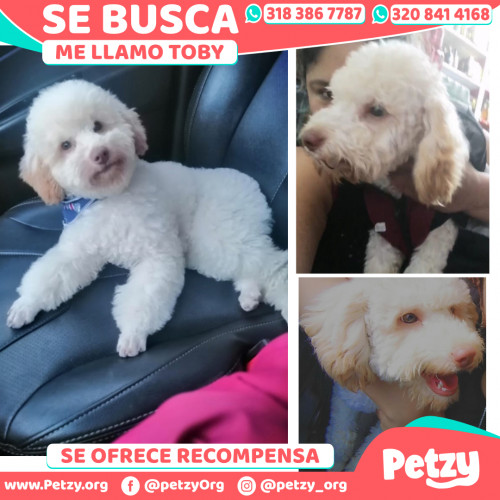 Foto de mascota Toby