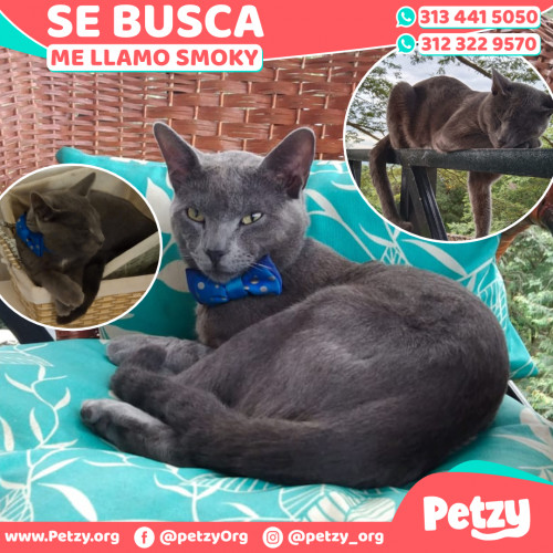 Foto de mascota Smoky