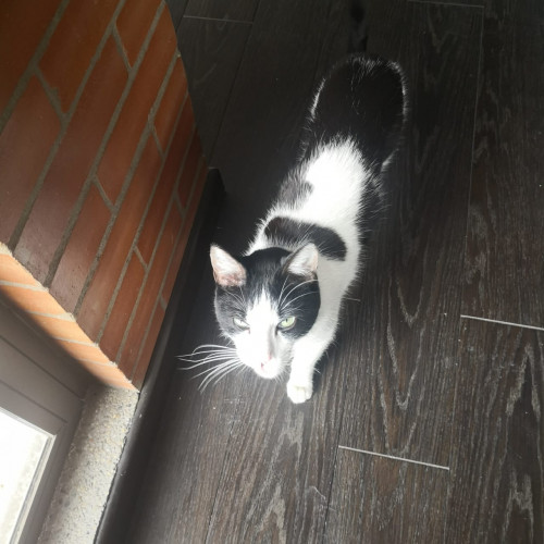 Gatito