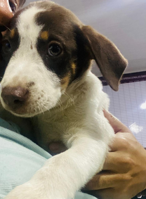 Sasha