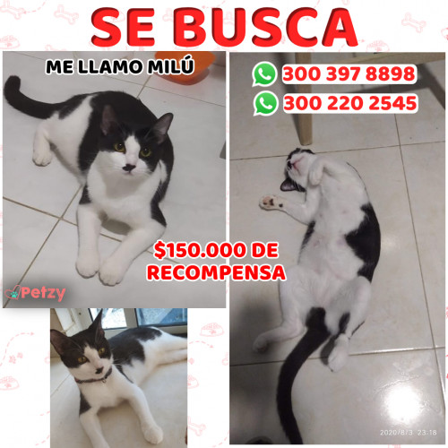 Foto de mascota Milú