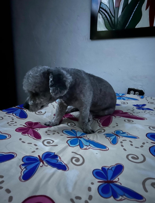 Peluchín