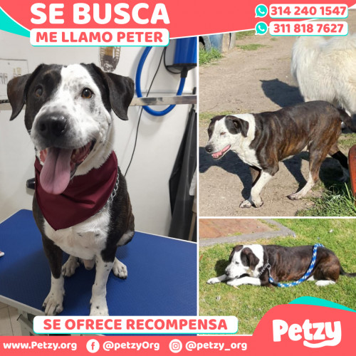 Foto de mascota Peter