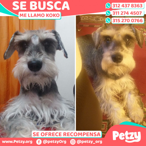 Foto de mascota Koko