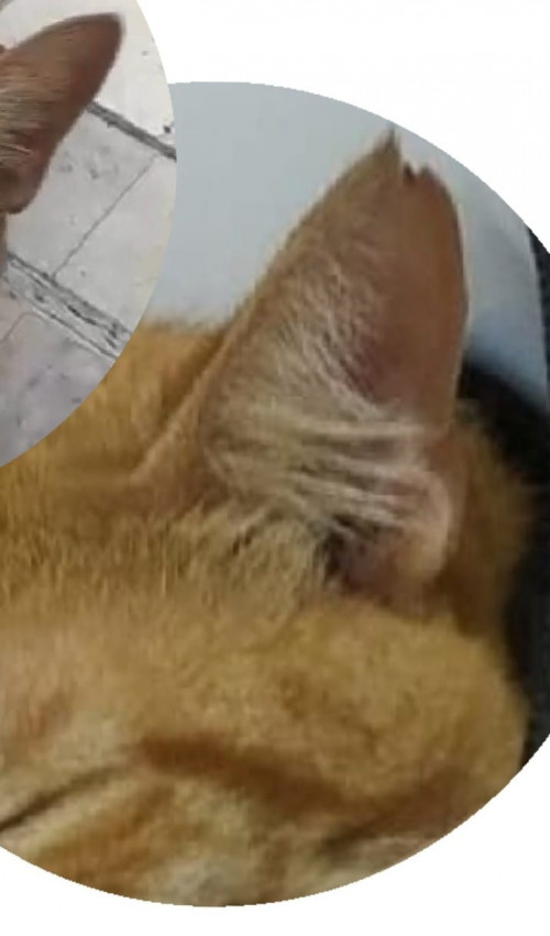 Monito