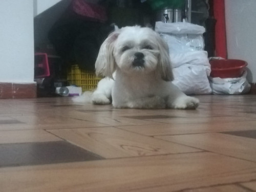 Chouji