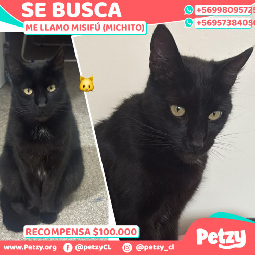 Foto de mascota Misifú (michito)