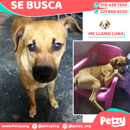 Foto de mascota Luna