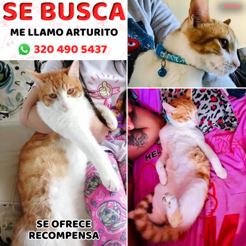 Foto de mascota Arturito