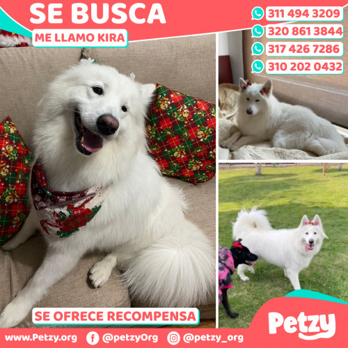 Foto de mascota Kira