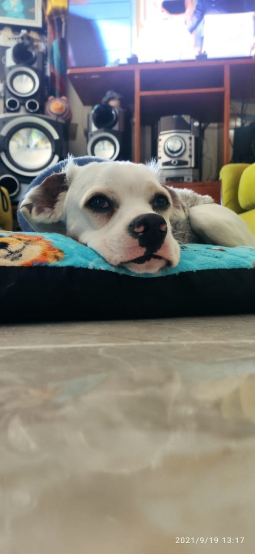 Corazón 