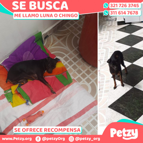 Foto de mascota Luna