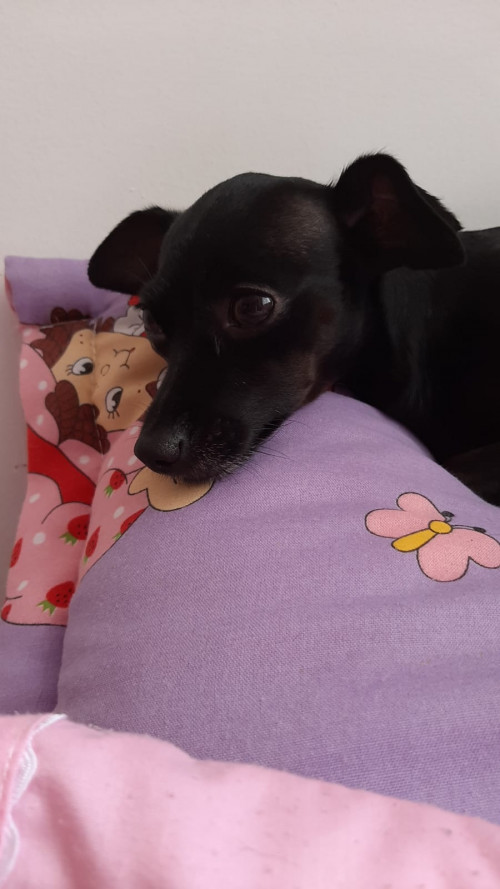 Negra