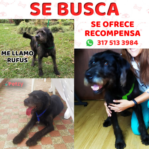 Foto de mascota Rufus