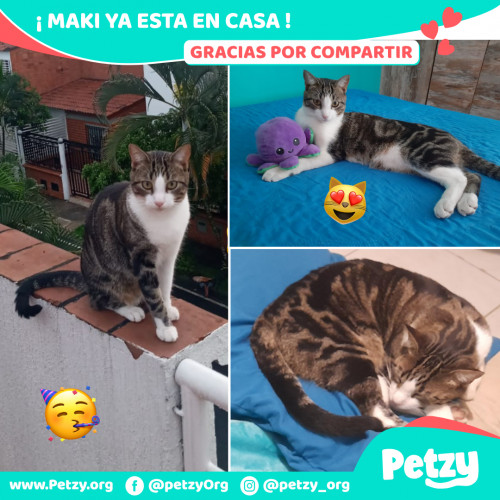 Foto de mascota Maki