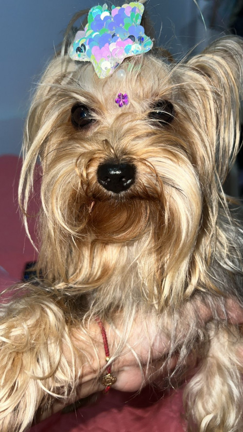 Dulce