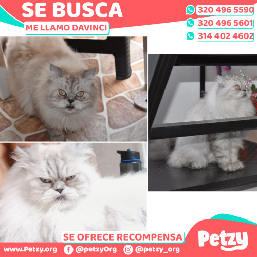 Foto de mascota Davinci