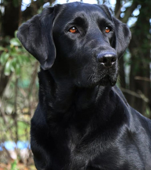 Zeus