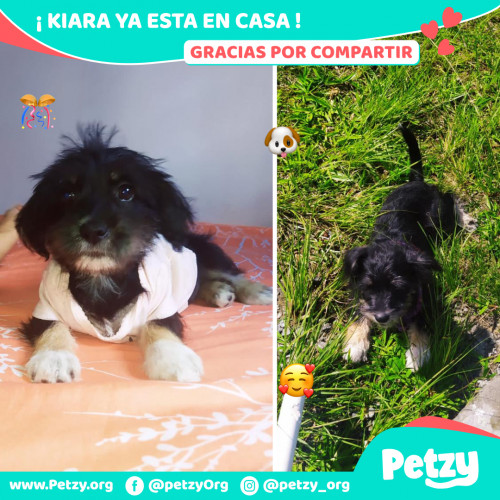 Foto de mascota Kiara