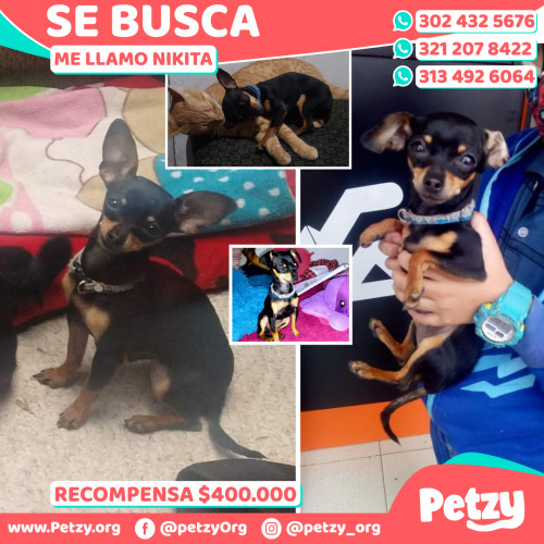 Foto de mascota Nikita