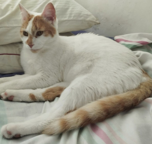 Teo