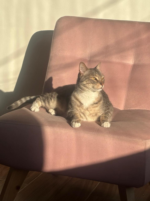 Merlín