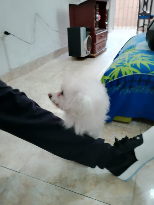 Peluche
