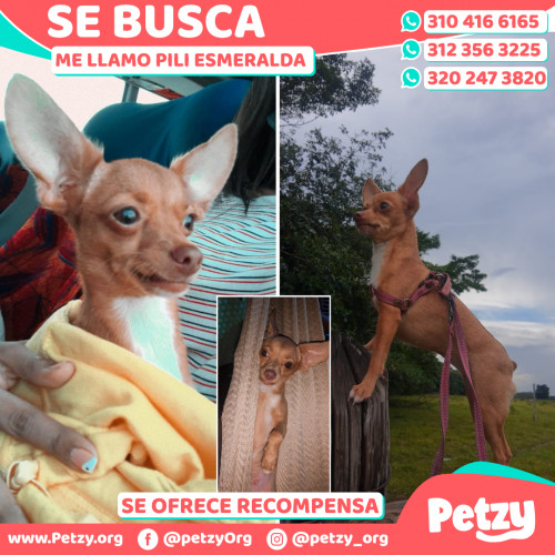 Foto de mascota Pili Esmeralda 