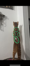 Foto de Tigger en Villavicencio Meta #4
