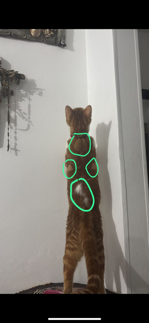 Tigger