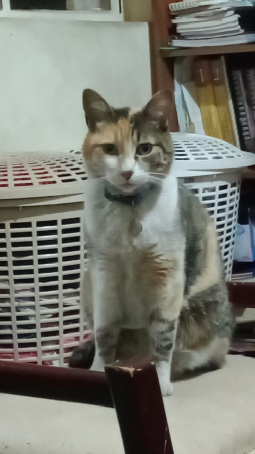 Sanku