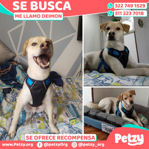 Foto de mascota Deimon