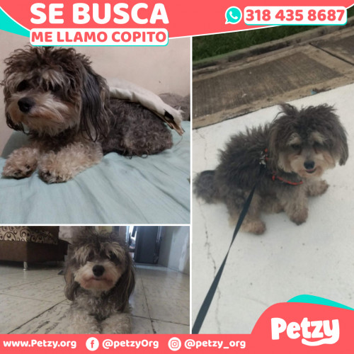 Foto de mascota Copito