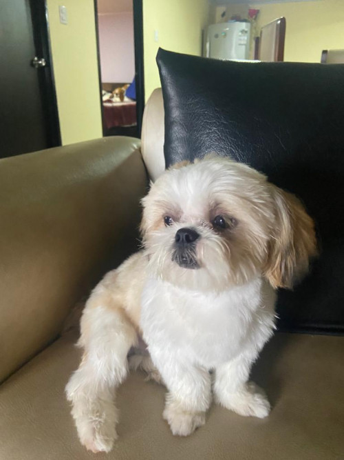 Toby