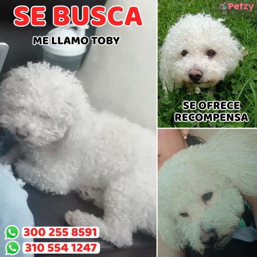 Foto de mascota Toby