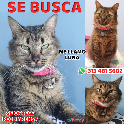 Foto de mascota Luna
