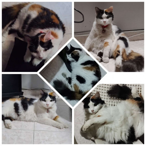 Niña