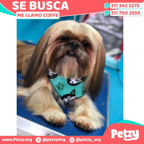 Foto de mascota Coffe