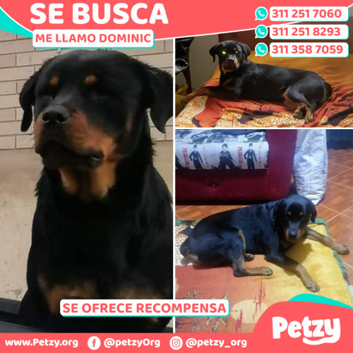 Foto de mascota Dominic