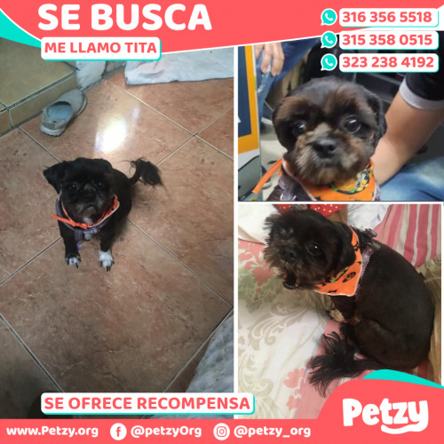 Foto de mascota Tita