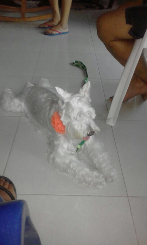 Dayca