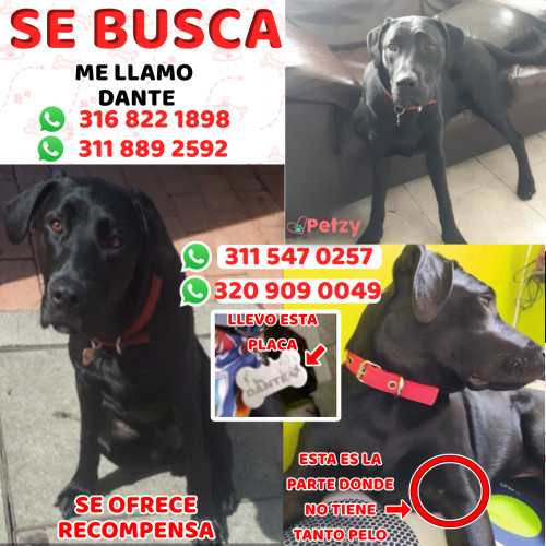 Foto de mascota Dante